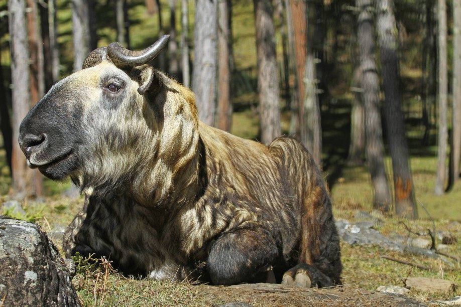 Das Nationaltier Thakin von Buthan